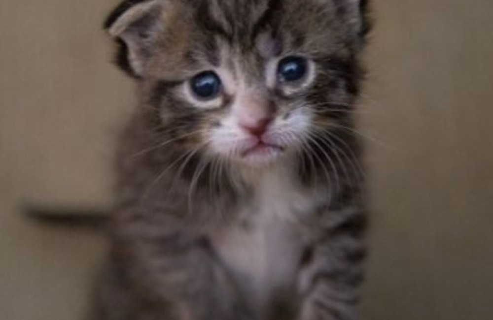 Morris Animal Foundation Name