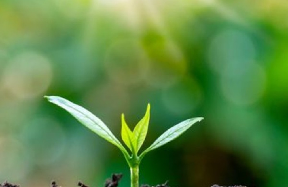 TREE Fund Logo
