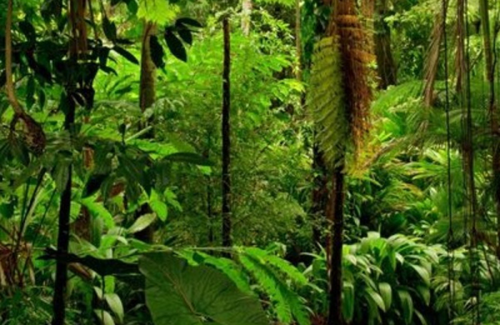 UN Decade Youth Task Force Name