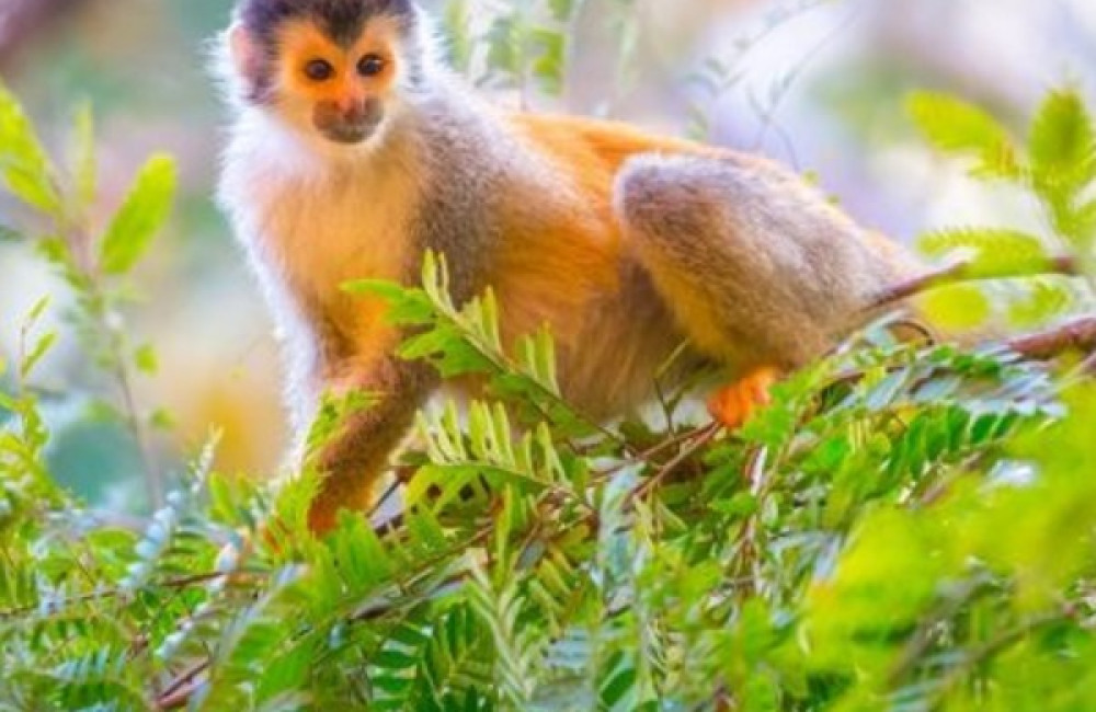 Primate Conservation Incorporated Logo