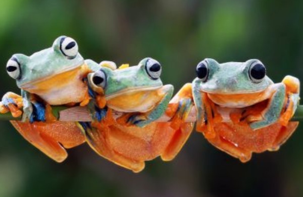 The Mohamed bin Zayed Species Conservation Fund Logo