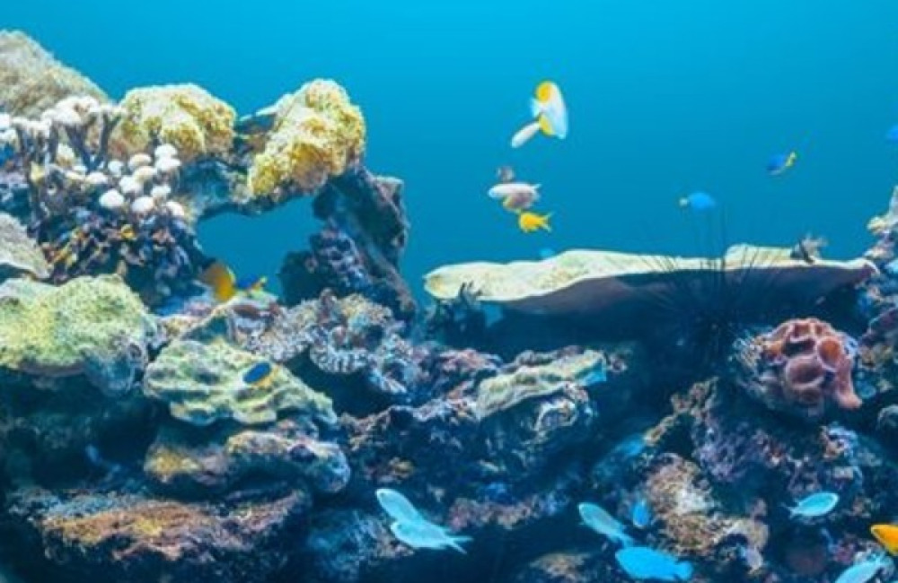 Save Our Seas Foundation Logo