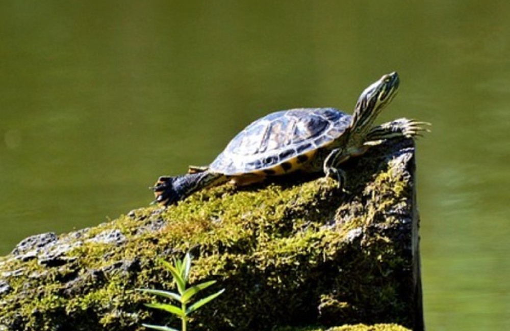 Turtle Conservation Fund Name
