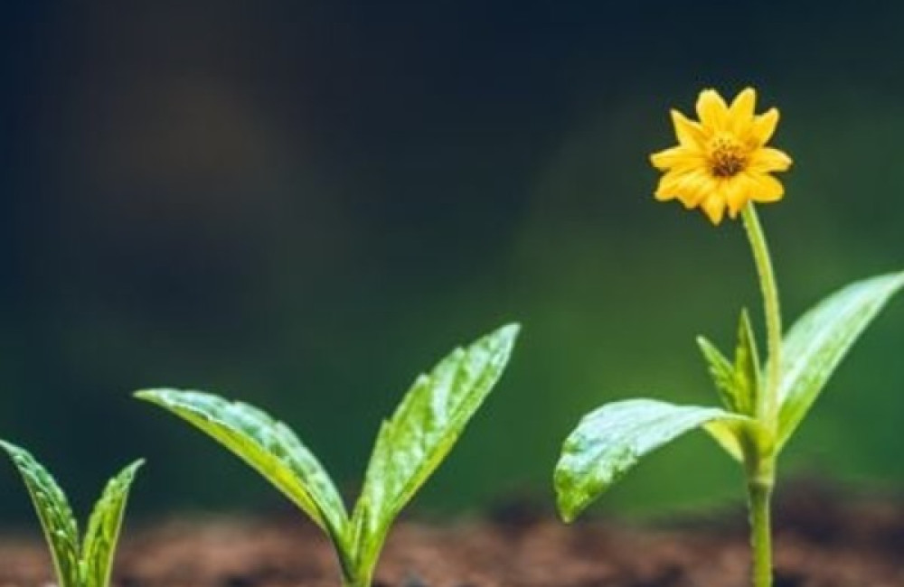 Kohli Foundation for Sociology Logo