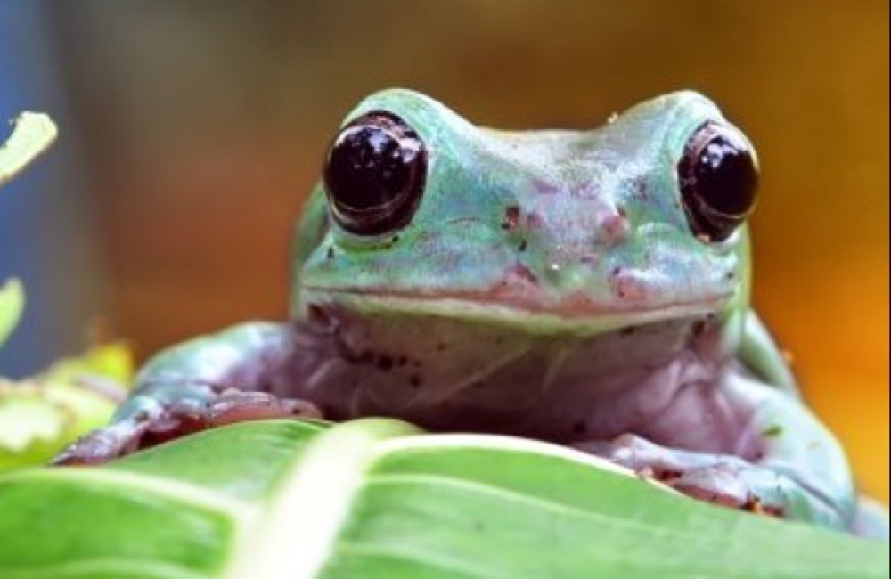 Amphibian Ark Logo