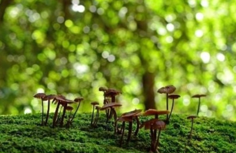 Caribbean Biodiversity Fund Logo