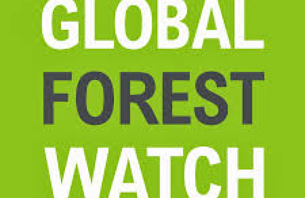 Global Forest Watch Name