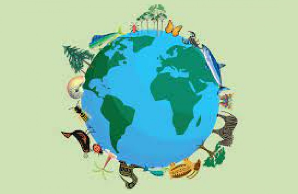 The Mohamed bin Zayed (MBZ) Species Conservation Fund Logo