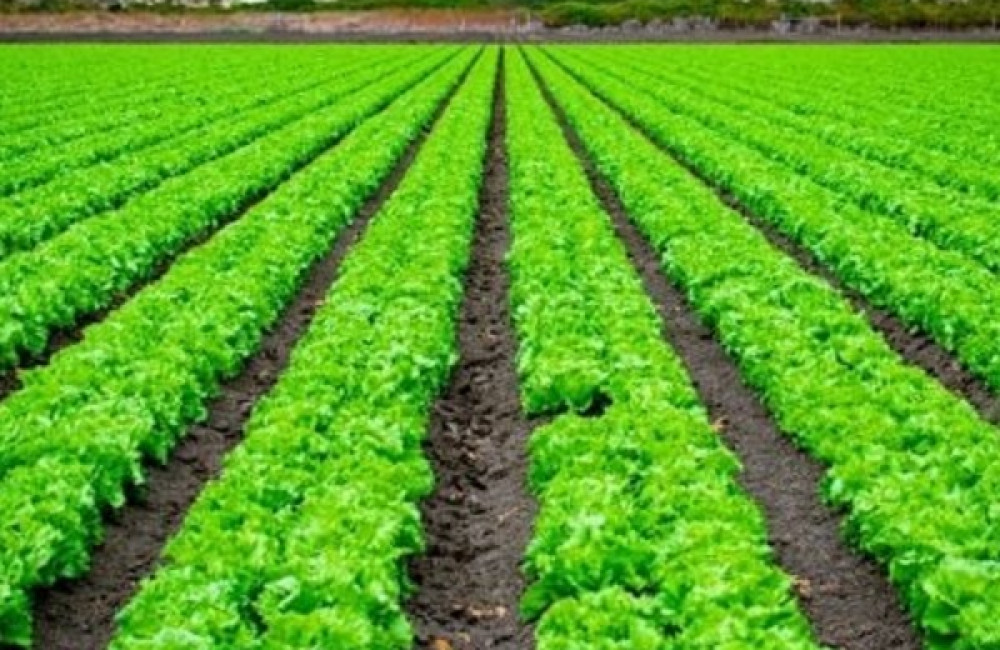 Global Research Alliance Name