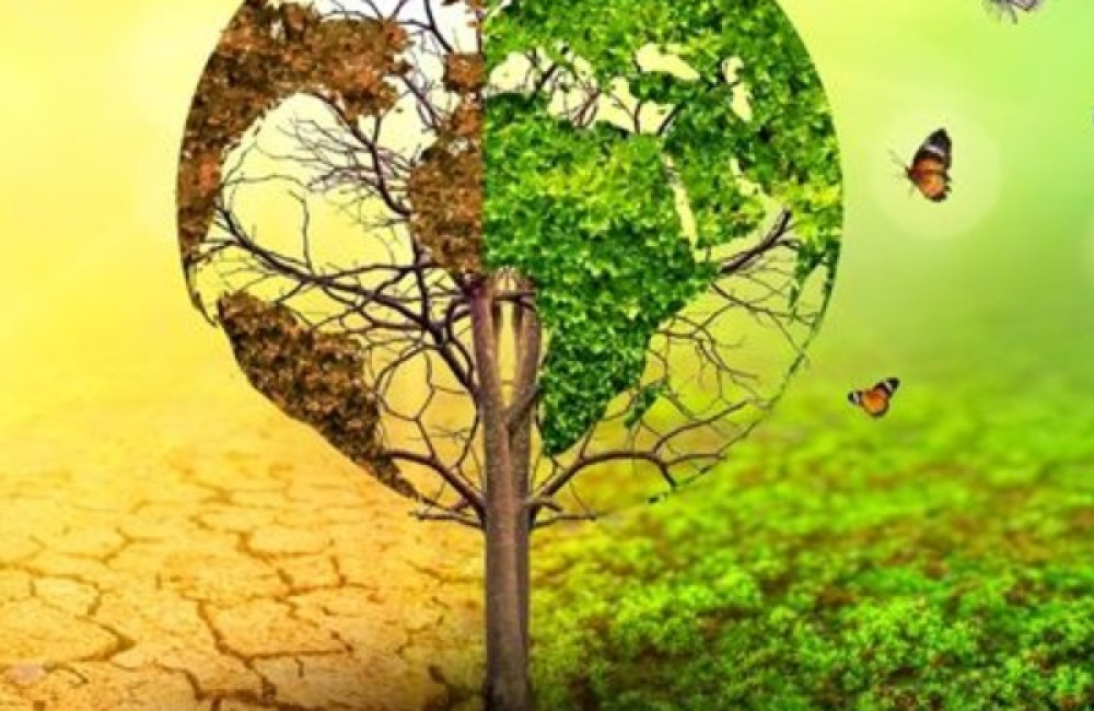 Ceiba Foundation for Tropical Conservation Logo