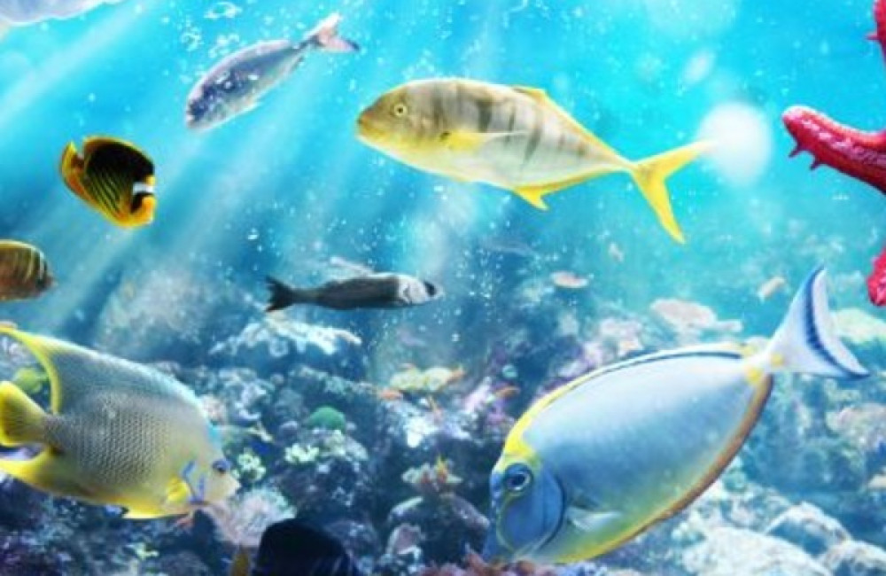 Ocean Community Empowerment and Nature (OCEAN) Logo