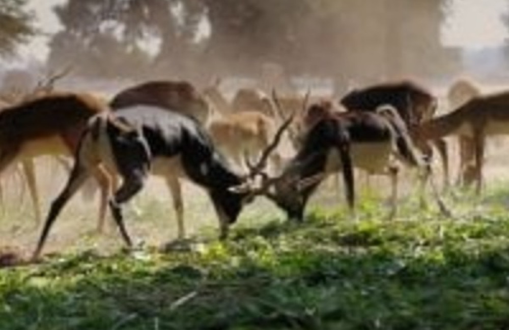 Wildlife Acoustics Name