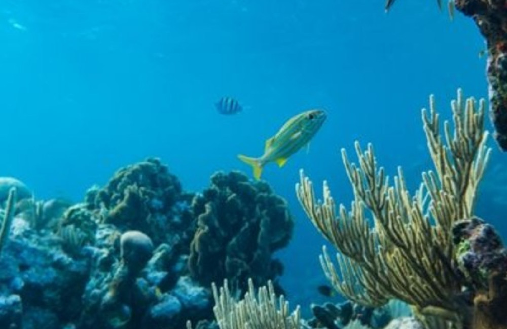 The Pulitzer Center Logo